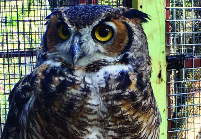 Great horned owl: Priscilla’s story